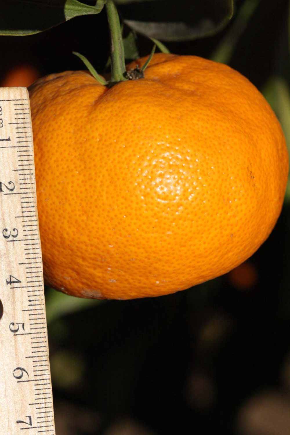              Fruit (Riverside, CA)       